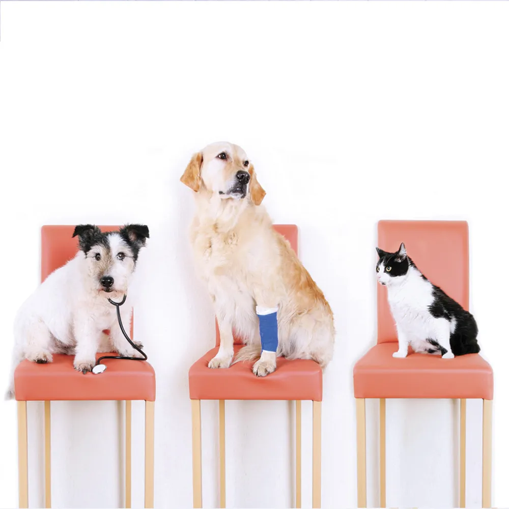 Vittoria Assicurazioni Luino - Cani e Gatti