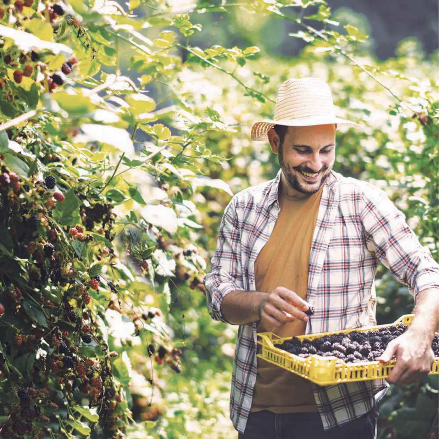Vittoria Assicurazioni Luino - Agricoltura